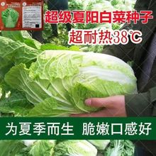 早熟夏阳白菜种子抗热白菜种子夏季大白菜耐高温耐热农家蔬菜种孑