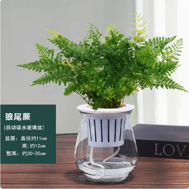 Salón de estar, escritorio de estudio, plantas verdes, resistencia al frío, resistencia a la sombra, fácil mantenimiento de hoja perenne.
