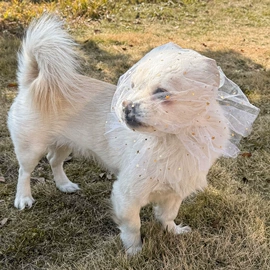 浴帽;收纳袋收纳包;大衣、西服罩