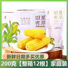 畑には草の甘いモチモチとしたトウモロコシがあります。