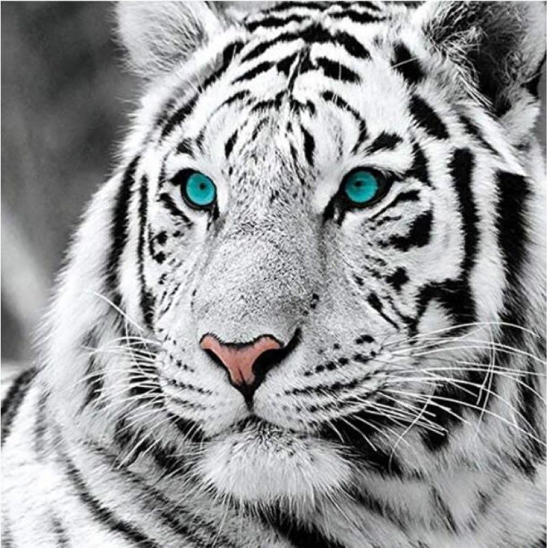 5D DIY Diamond Painting White Tiger