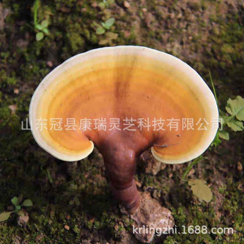 批发灵芝菌棒 盆栽灵芝原种 灵芝菌种 灵芝盆栽菌包 鲜活灵芝花