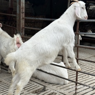 �F؛������ɽ�� �B���N�۰�ɽ������������