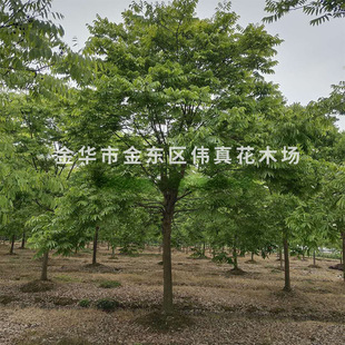 �@�־G����ľ���̟o���Ӵ�� �������l�o���Ә�  �^�~�o����