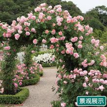 �ٱ��¼����������ͥԺֲ���҃Ȼ�������õ�����ٚW�¼�������