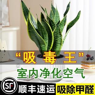 Potted Tillandsia, Succulent Air-Purifying Plant, Indoor Easy-To-Care-For Tillandsia
