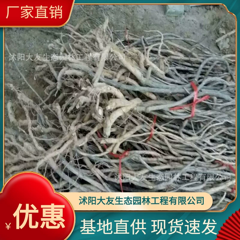 Lingxiao Base Оптовые сорта самостоятельного производства Полный Живописный район Ландшафтная инженерия Озеленение рассады