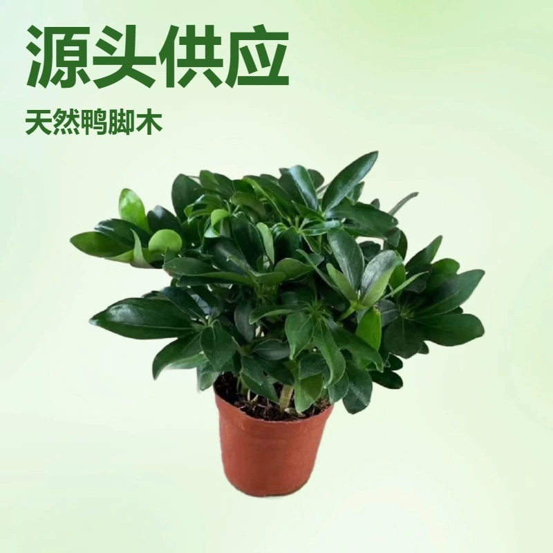 Базовый источник питания собственного производства офисные мини-Горшки 110 чашек утиная ножка дерево садовые цветы оптом