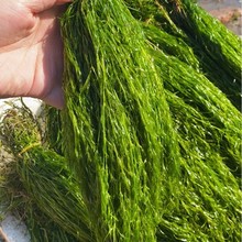 ӡ��С���񹝲���ˮ��ˮ�����~���쾰�������ˮ�ݷ�ֳ������