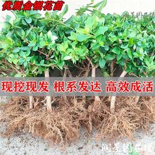 �ļ����y���������Ե���ș��ʳ���ݲ�����՚⿹���̨�Gֲ�ﻨ��