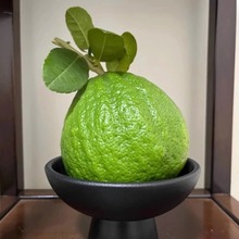 云南香橼新鲜香橼果佛手柑现摘清供观赏闻香天然香薰自然清香绿植