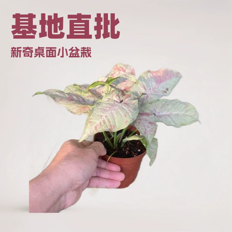 Источник 90 # стакан молочного конфетти