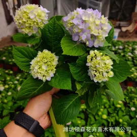 宿根花卉;一二年生花卉;灌木