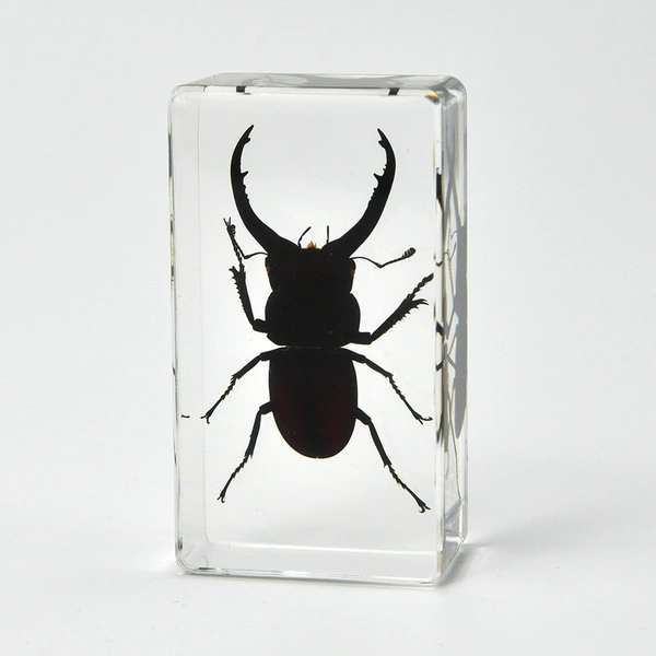 7.3CM medium size long and narrow front stag beetle