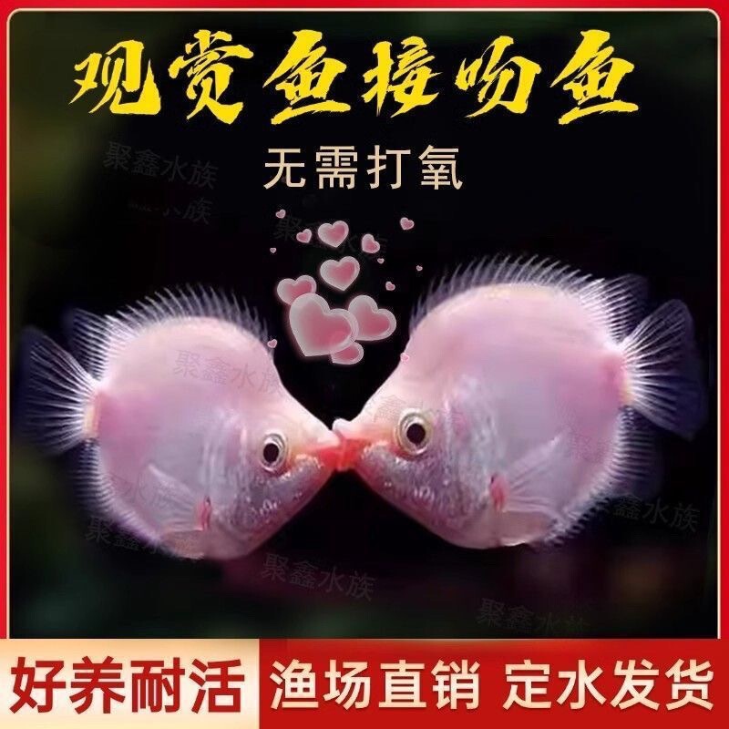 Kissing fish, large size, a pair of kissing fish, ornamental fish, small tropical kissing fish, hardy, in stock