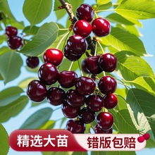 ܇���Ә�����Ҙ��m�Ϸ������Nֲ����ͥԺ���䰫�����Ҙ�������