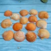 [橘黄海湾扇贝4-5cm]