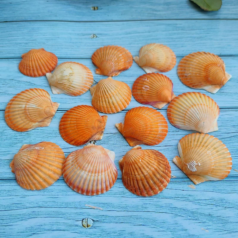 [白扇贝天然贝壳海螺大灰扇贝贴墙diy画画鱼缸造景夏威夷贝批发5cm]