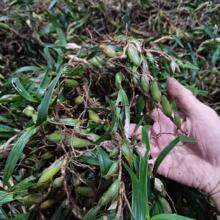 双叶大果石橄榄新鲜 硬叶大果石橄榄 石仙桃 果上叶500g 10斤包邮