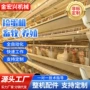 养殖分拣自动设备蛋鸡