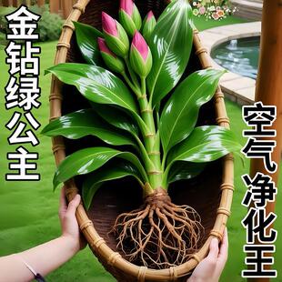 ˮ��ֲ����~������ԾG�����k���҃�����G�}�����՚�ˮ�B����