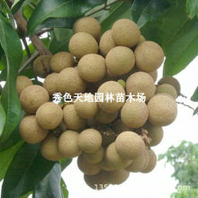 ���ۘ���ʯ�������ļ��۴���A���ۼ޽�����A��ͥԺ�Nֲ���Ե���