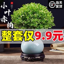 С~辰Ϙ΢^ļBk҃ȶUСGֲ