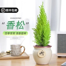 香松盆栽 室内净化空气四季常青绿植圣诞树耐寒盆景创意桌面植物