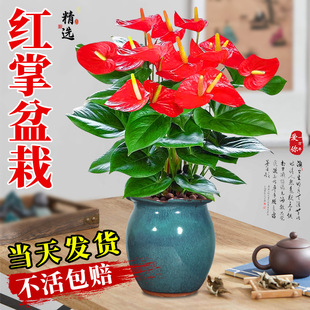 Special A-Grade Anthurium Potted Plant in a Large Pot with Large Florals and Green Plants That Are Cold-Resistant and Easy to Grow Indoors. It Brings Good Luck and Blooms in All Seasons