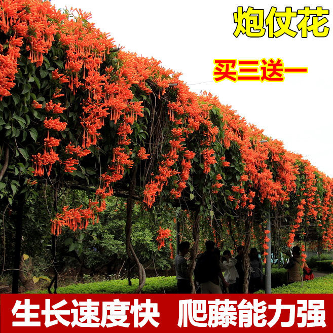 攀爬植物鞭炮花苗爬藤油麻藤炮仗花苗攀援花卉凌霄苗紫藤蔷薇包邮