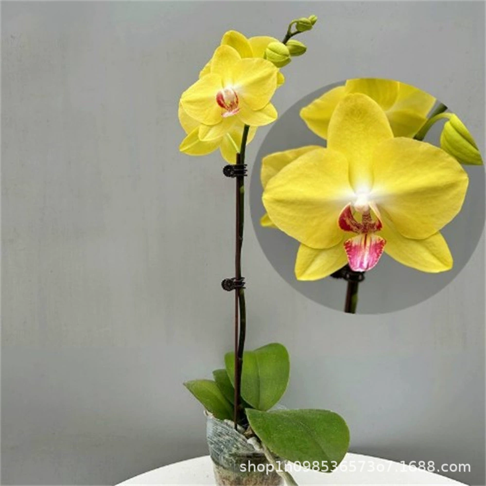 Рассада цветов фаленопсиса с фольгой комнатное растение комнатный цветок зеленое растение Рассада орхидеи Four Seasons Цветущая с бутонами однолетнего цветка