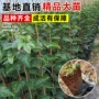 庭院基地种植直发果苗