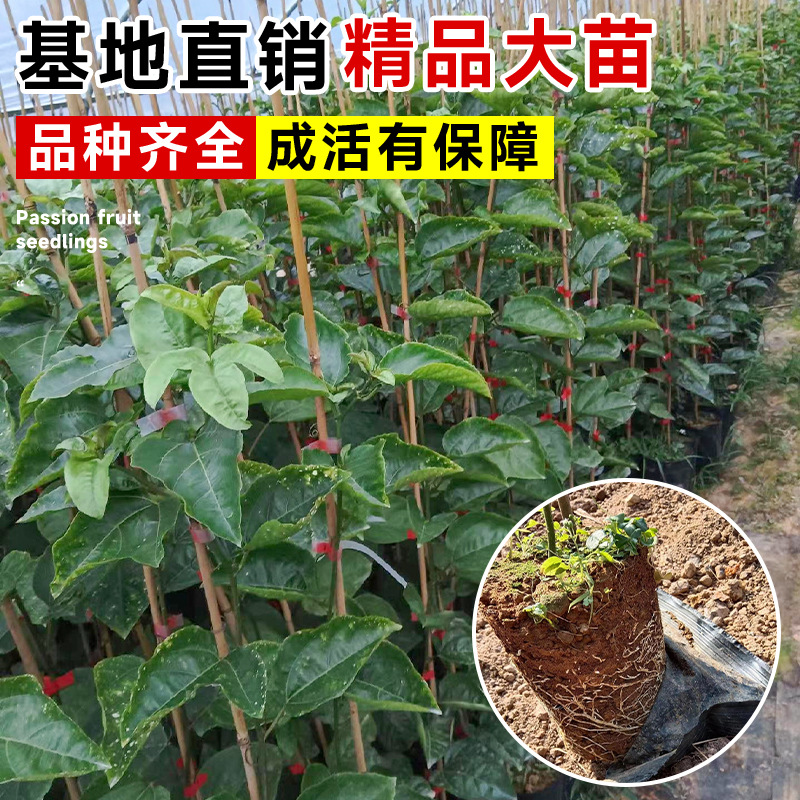 百香果树果苗正宗果树苗阳台盆栽庭院种植黄金果苗源头基地直发
