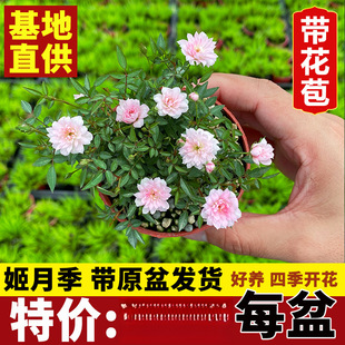 ���l����Ů��õ���辰���Ի����ձ��ļ��_���¼�����΢���Nޱ