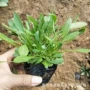 基地大花尺寸盆栽金鸡菊