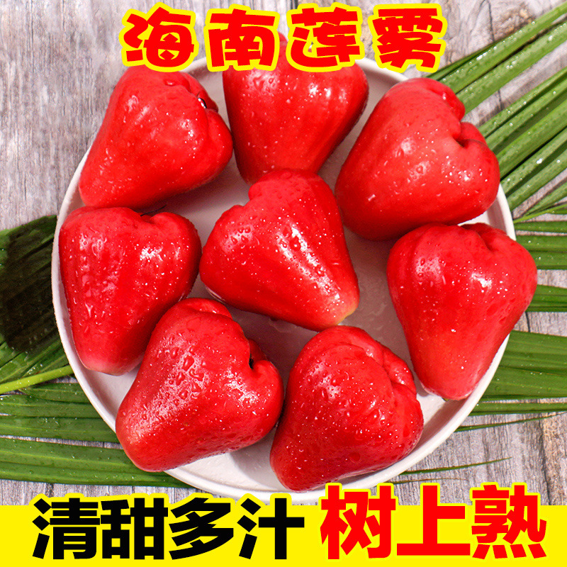 Hainan Wax Apple 4kg Seasonal Fresh Fruit Ruby Whole Box Fresh Picked Moisturizing Fairy Fruit 1-3kg