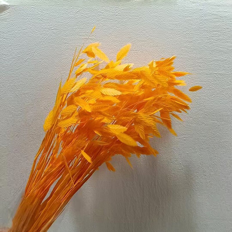 漂白小盤草プリザーブドフラワードライフラワー DIY 花材プリザーブドフラワーリアルブーケ家の装飾工場卸売クロスボーダー|undefined