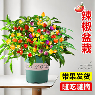 �߲ʽ��������Ԙ��玧����ʳ�����r��ɫ��ʽ����콷�̨���ܾGֲ