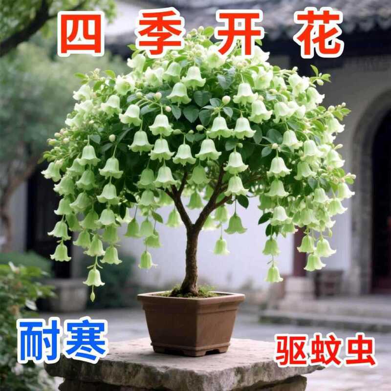 Strong-Scented Wind Chime Orchid Balcony Potted Saplings, Indoor Plants That Bloom All Year Round, Easy to Care For, Green Plants That Repel Mosquitoes