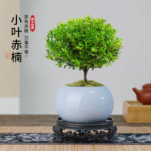 С�~����辰�Ϙ����҃����Խ�z�ľ����С�Gֲֲ�ﻨ���k����