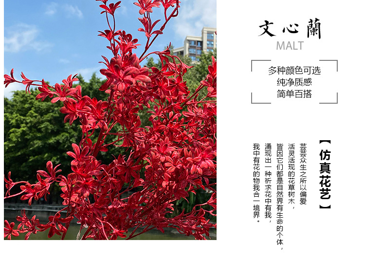 文心兰_04.jpg