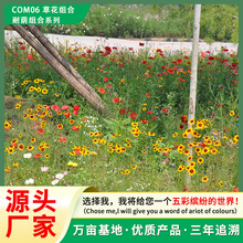 �ݻ��M�ϷN���ͺ����a�M�ϻ첥���N���B�ޏ;G���o�;G�ݻ���