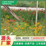 草花组合种子耐寒耐荫组合混播花种生态修复绿化护坡复绿草花籽