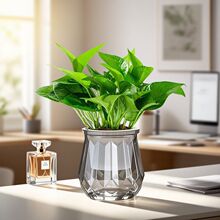 �G�}�����҃�ֲ�ﻨ�ܼ����·����ռ�ȩ�Gֲˮ�������՚���B�G�j