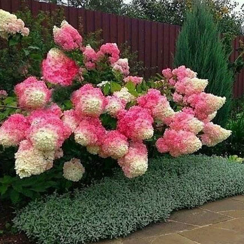 Гортензия метельчатая Большая рассада в горшке Известковая лампа Ванильная клубника Лето Хорошее земледелие Восемь бессмертных Цветочное растение гортензии