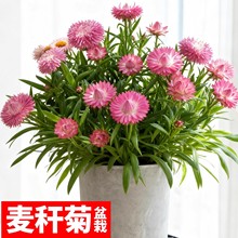 麦秆菊盆栽带花苞四季阳台开花好养雏菊鲜花大苗菊花盆栽麦杆蜡菊