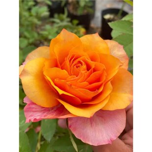 Epaaso Rose Seedlings, Blooming Rose Seedlings, Four-Season Potted Florals, Climbing Plants, Vines, Rose Trees, Green Plants