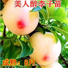 ������������Ʒ�N����С���ә��������ͥԺ���ϱ����Nֲ����Y��