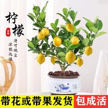 四季无籽香水柠檬树苗清香柠檬南方北方阳台种植当年结果水果苗子