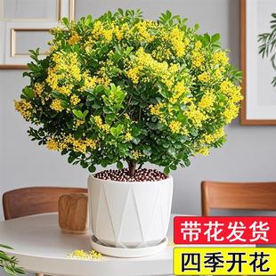 Milan Flower Potted Saplings with Buds, Office Desktop Flowers and Green Plants That Bloom in All Seasons and Are Easy to Maintain Living Room Plants